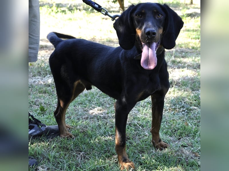 Günni-Mischling - Sucht ein Zuhause/Pflegestelle