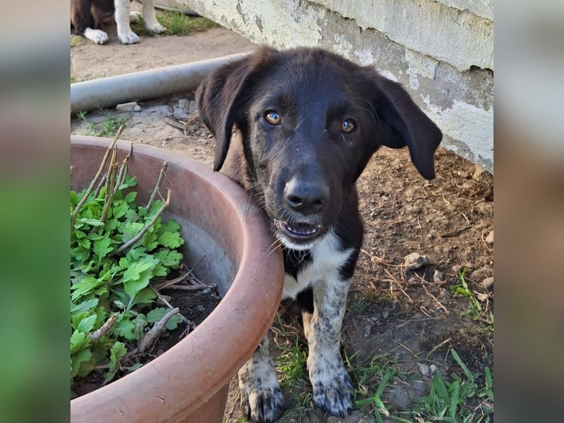 Amara sucht ein Zuhause / eine Pflegestelle