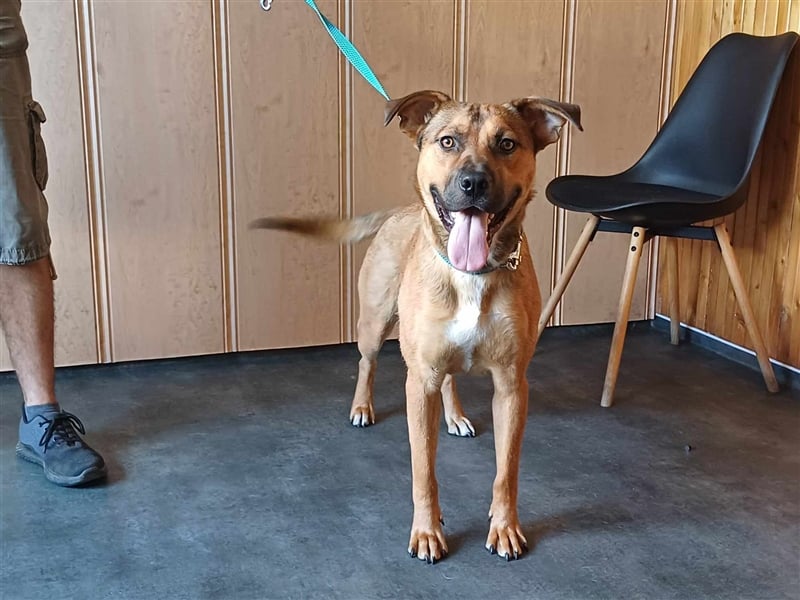 Drogba, freundlich und aufmerksam hat sein Zuhause verloren