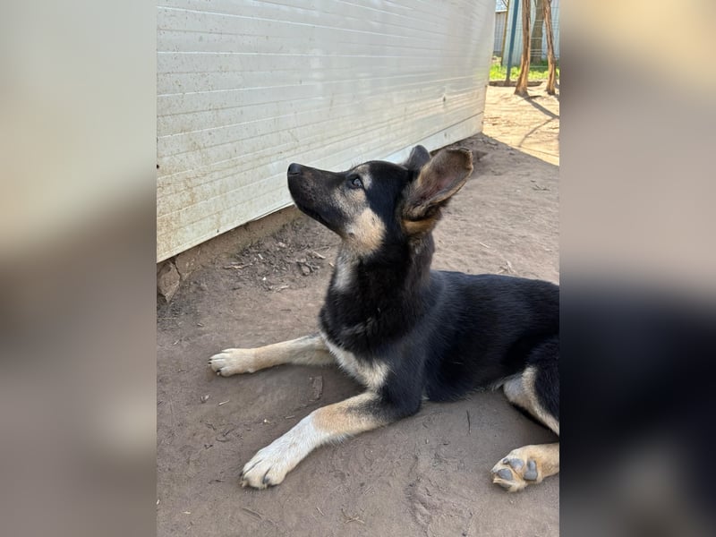 Vyolett, freundliches 1 ¾ Jahr altes Mädchen, mittelgroß, zarte Seele, freundlich, verspielt