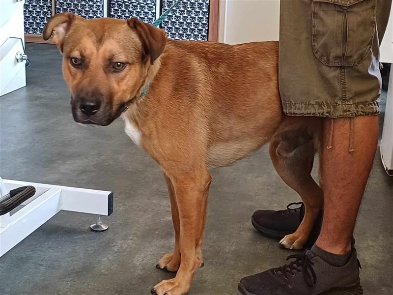 Drogba, freundlich und aufmerksam hat sein Zuhause verloren