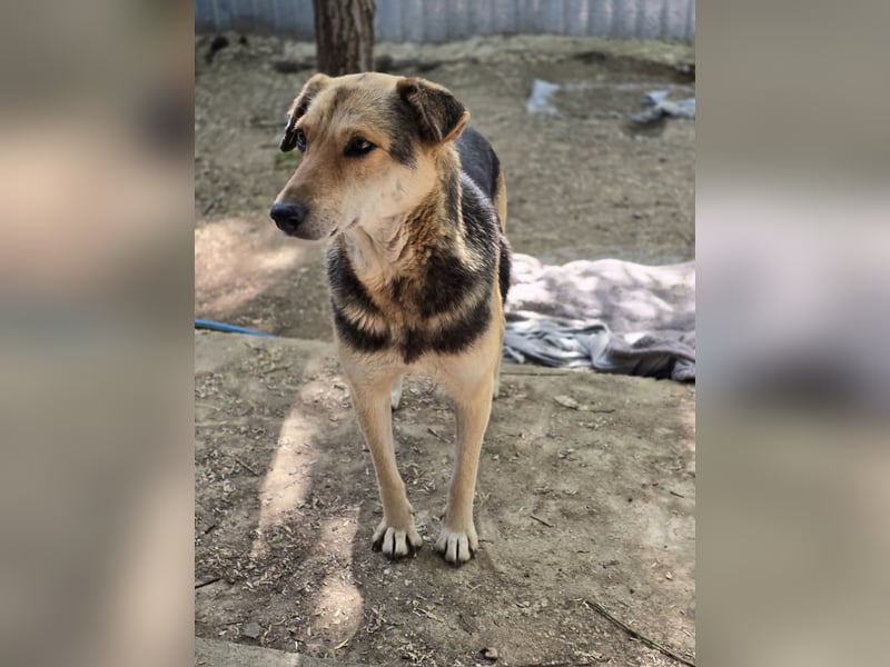 Merle, schüchternes 11jähriges Mädchen, ca. mittelgroß, noch ängstlich, neugierig, interessiert