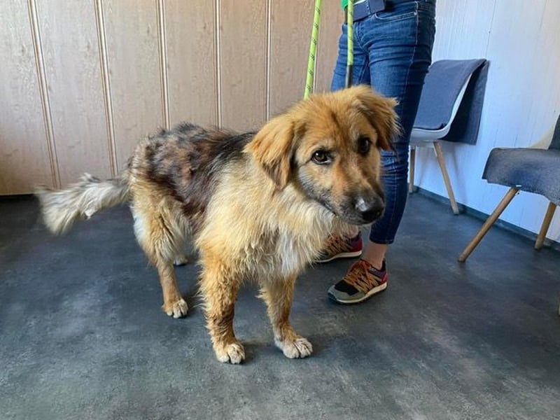 Ted, toller Rüde sucht seine Menschen