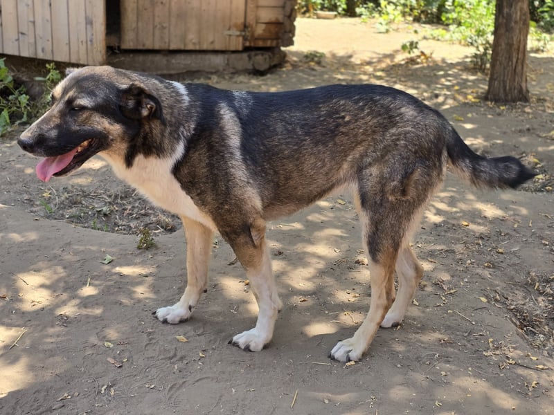 Page, 2 ½ jährige Hündin , Sh 55 cm, sozial, verschmust, ausgeglichen