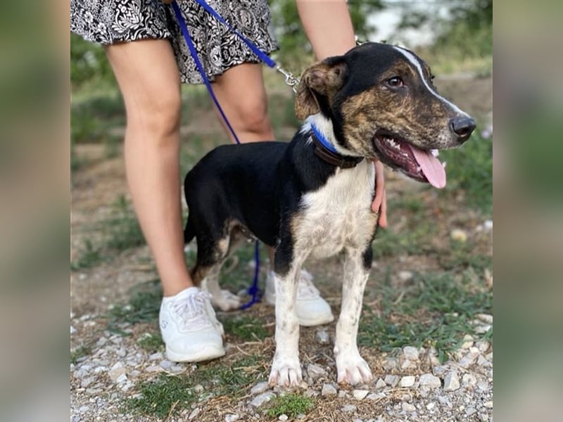 Rex-Mischling- sucht ein Zuhause/Pflegestelle