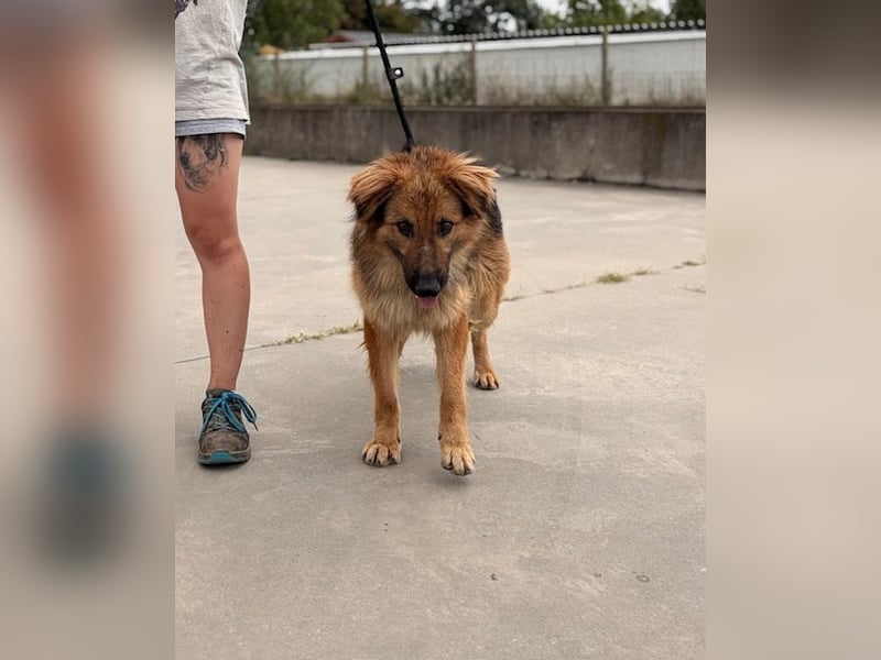 Ted, toller Rüde sucht seine Menschen