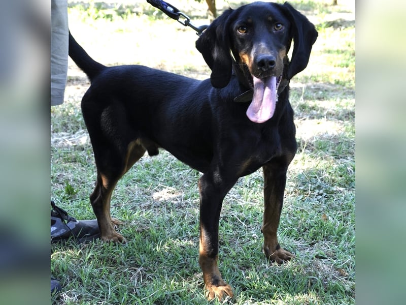 Günni-Mischling - Sucht ein Zuhause/Pflegestelle