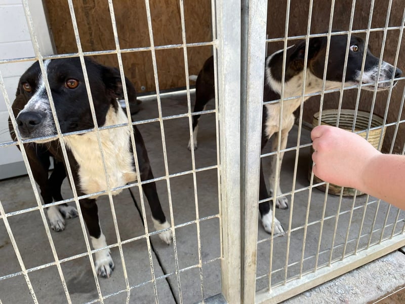 Color, anfänglich zurückhaltend sucht Traumzuhause