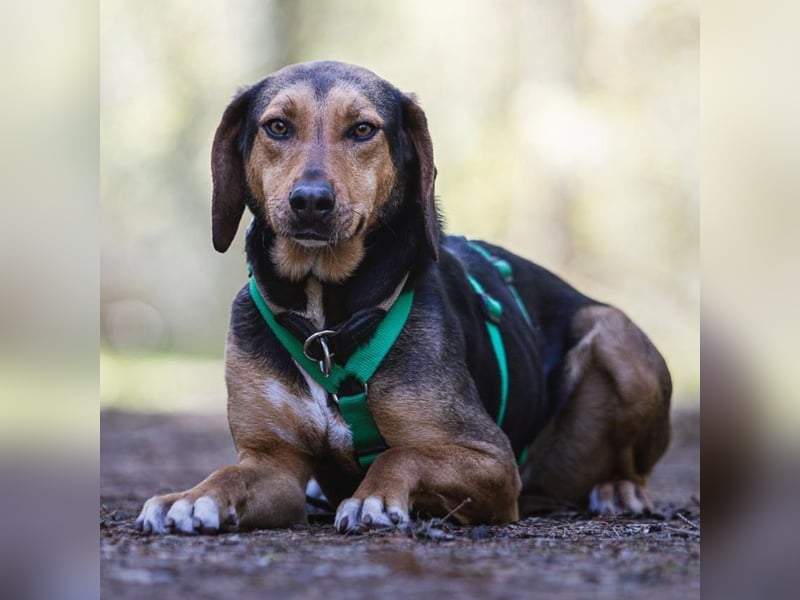 Hanni-griech. Bracken-Mischling- sucht ein Zuhause