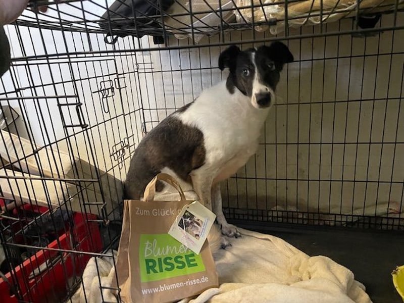 Chiquita, die hübsche braucht unbedingt einen ruhigen Platz