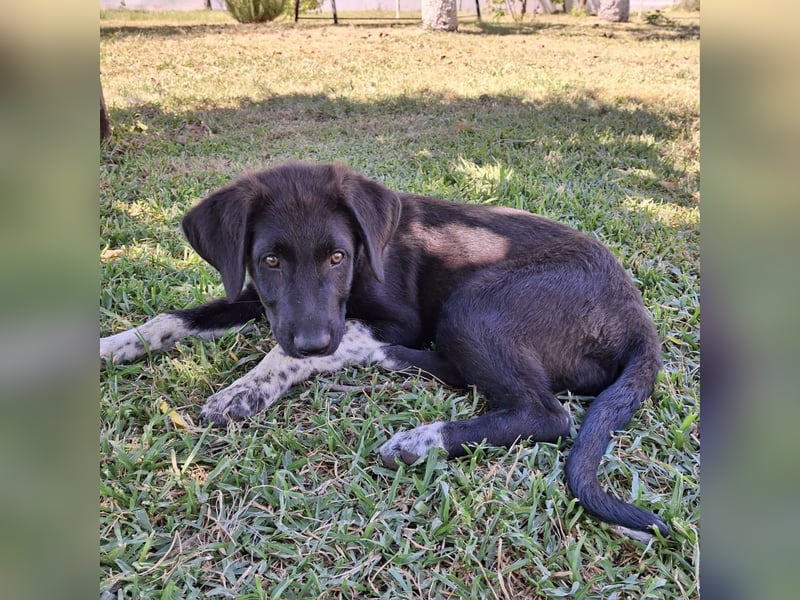 Amara sucht ein Zuhause / eine Pflegestelle