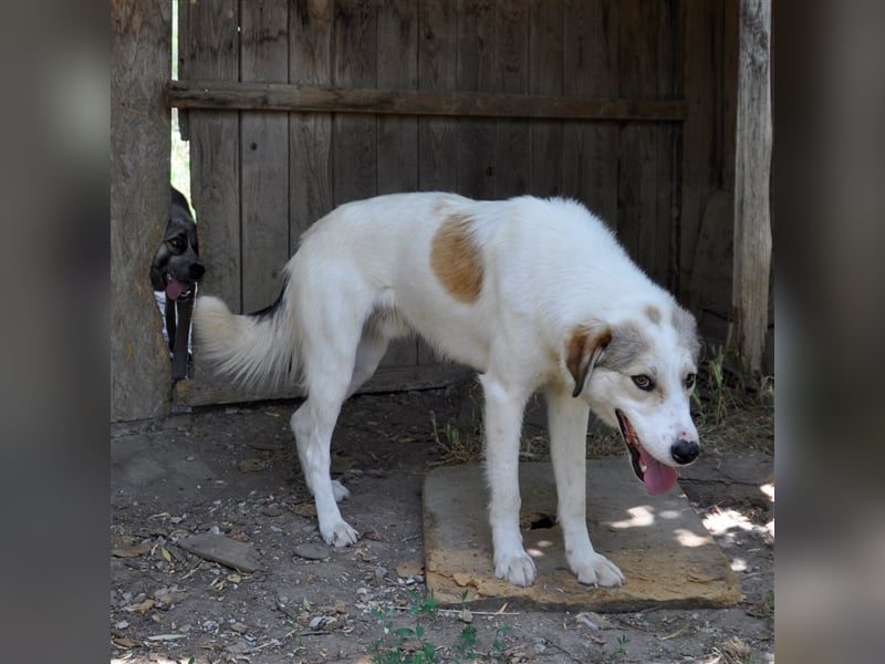 Balu -Mischling- sucht ein Zuhause