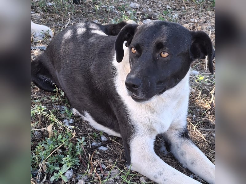 Nana - Mischlingshund sucht ein Zuhause