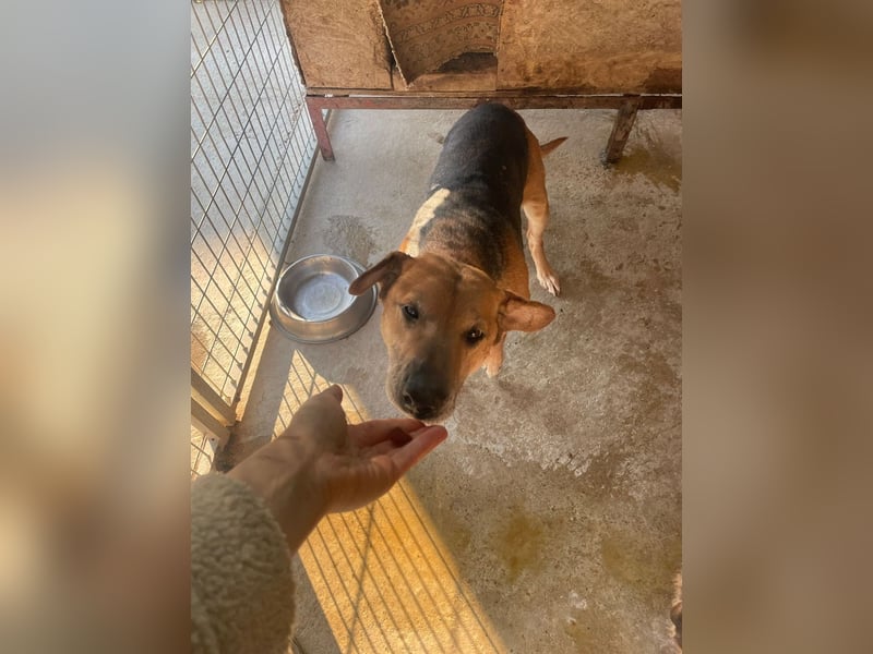 Simon, zarte Hundeseele benötigt verständnisvolle  geduldige Menschen