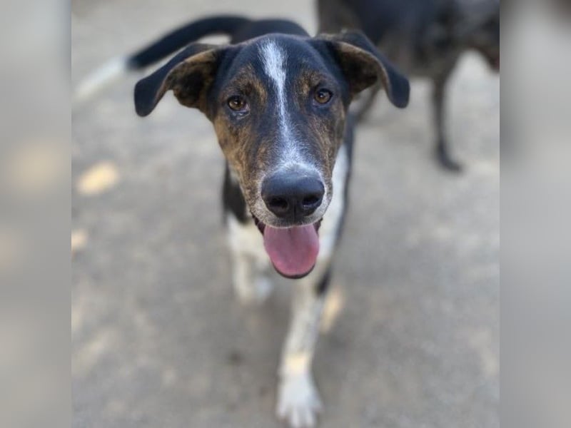 Rex-Mischling- sucht ein Zuhause/Pflegestelle