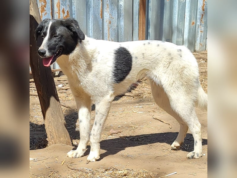 Venice, 1 ¾ jähriges Mädchen, ca. mittelgroß, verschmust, freundlich, sozial, aktiv