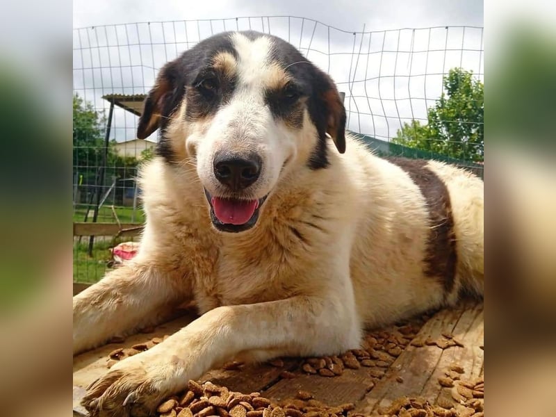 JULCHEN- sucht ein Zuhause/Pflegestelle