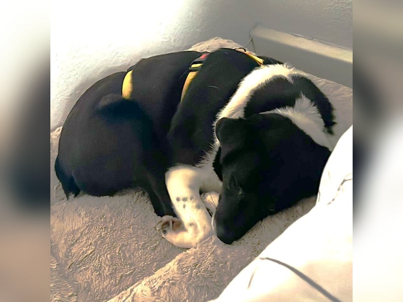 Nana - Mischlingshund sucht ein Zuhause