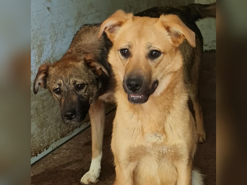 Name: Rica, 1J+10M altes Mädchen, ca. mittelgroß, freundlich, sozial, aufgeweckt, verschmust