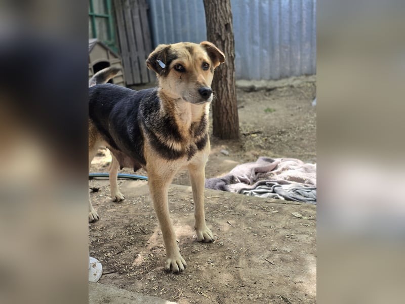 Merle, schüchternes 11jähriges Mädchen, ca. mittelgroß, noch ängstlich, neugierig, interessiert