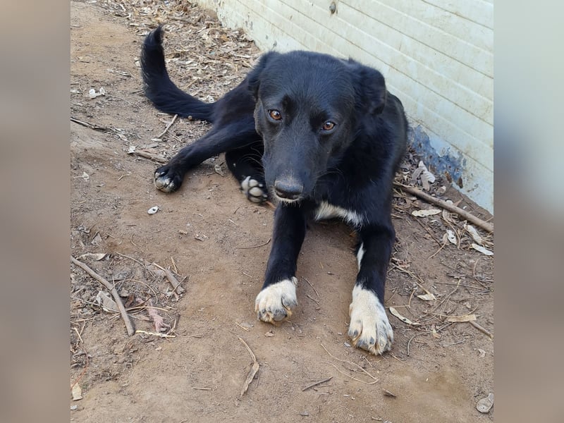 Voice, Mädel, 1 ¾ Jahre, ca. mittelgroß, verspielt, freundlich, offen, sozial