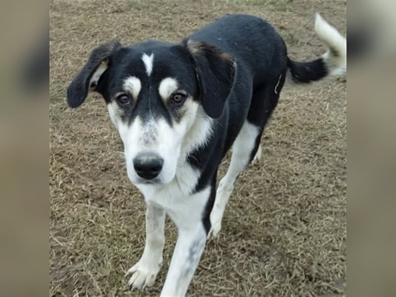 June - Mischlingshund