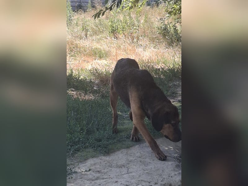 Bonni, zauberhafte Lady sucht Traumzuhause