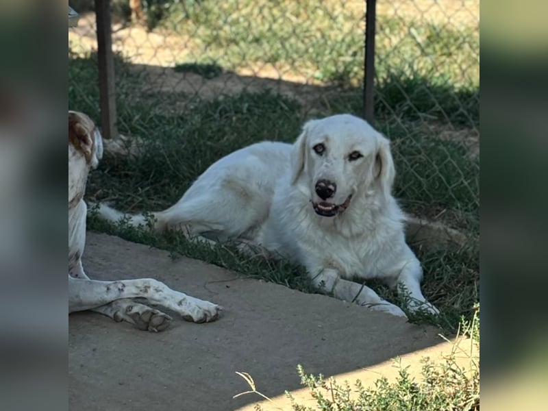 Ezra- Mischling- sucht ein Zuhause/Pflegestelle