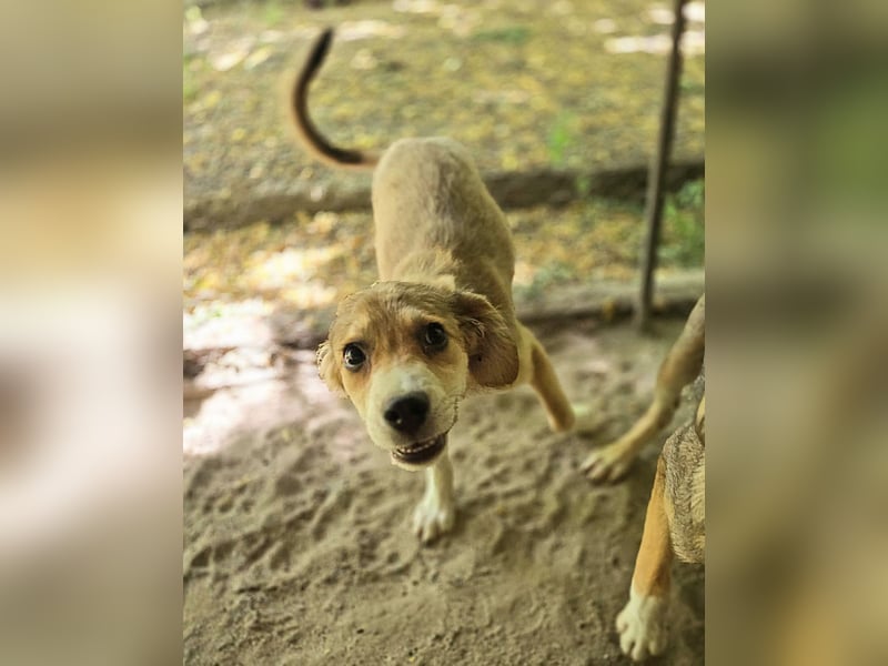 Novel, 1jähriger Junghund, Bub, ca. mittelgroß,freundlich, sozial, neugierig, etwas schüchtern