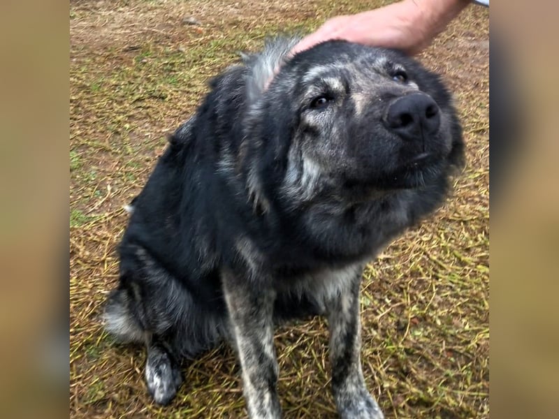 Rhonda sucht ein Zuhause / eine Pflegestelle