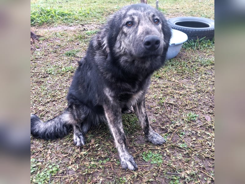 Rhonda sucht ein Zuhause / eine Pflegestelle