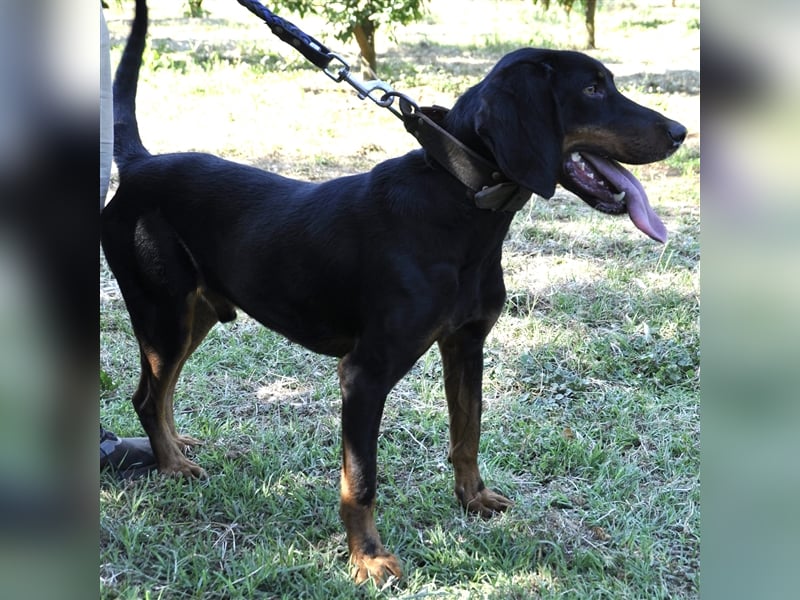 Günni-Mischling - Sucht ein Zuhause/Pflegestelle