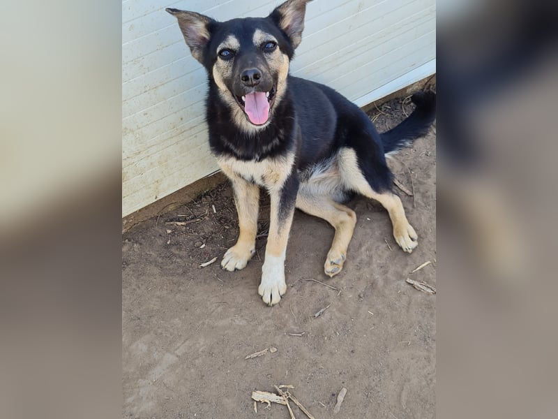 Vyolett, freundliches 1 ¾ Jahr altes Mädchen, mittelgroß, zarte Seele, freundlich, verspielt