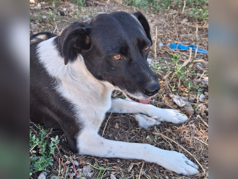 Nana - Mischlingshund sucht ein Zuhause