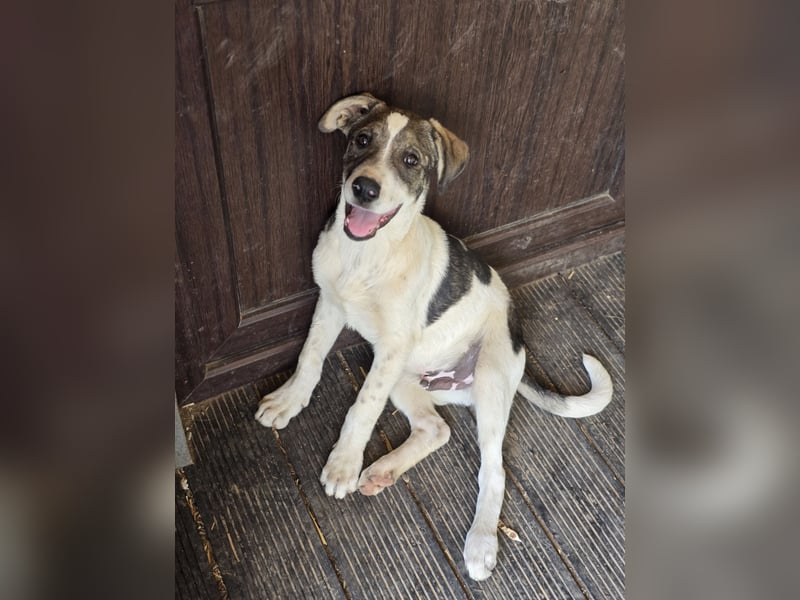 Zisan, 1-jähriger Junghund, mittelgroß, freundlich, offen sozial