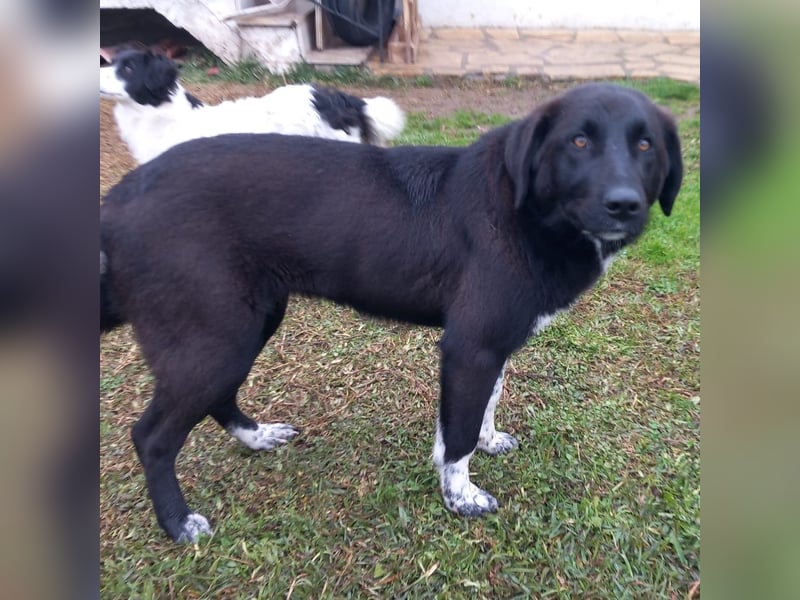 Amara sucht ein Zuhause / eine Pflegestelle