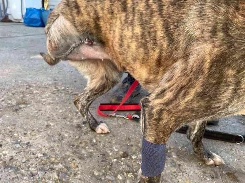 Tiger, flitzt auf drei Beinen mit den anderen um die Wette