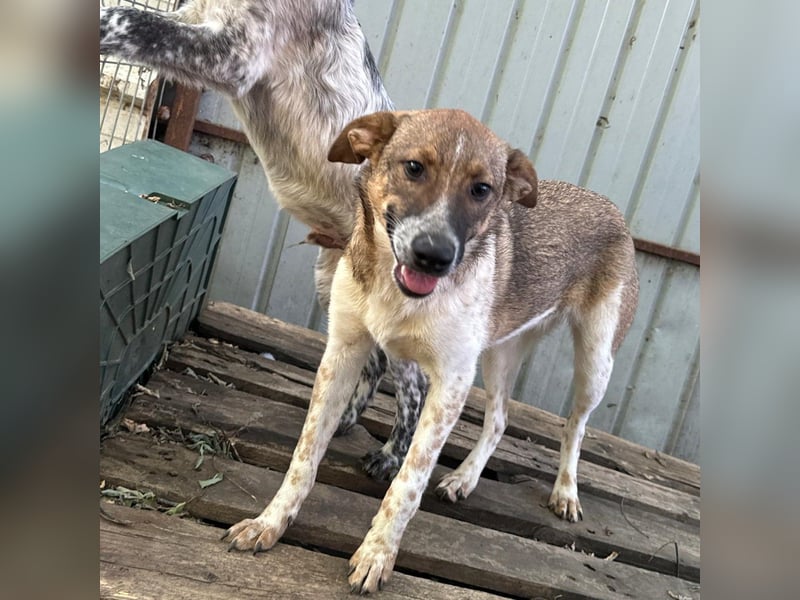 Aline, ein fast einjähriges Hundemädchen,  aufgeschlossen, freundlich und sozial