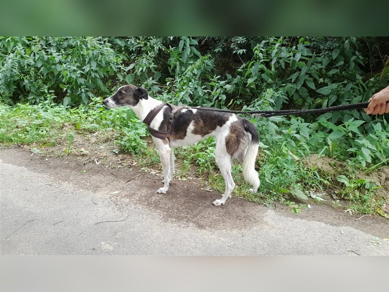 Chiquita, die hübsche braucht unbedingt einen ruhigen Platz