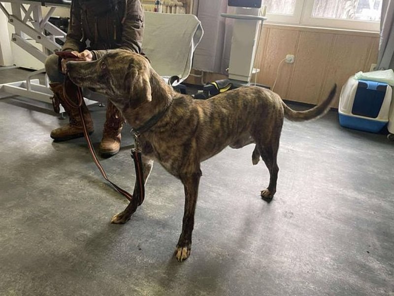 Tiger, flitzt auf drei Beinen mit den anderen um die Wette
