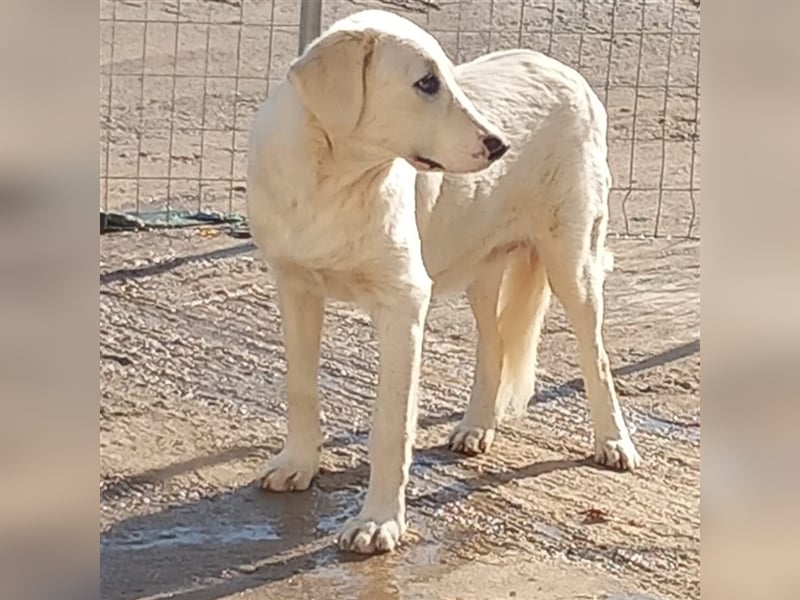 Ezra- Mischling- sucht ein Zuhause/Pflegestelle