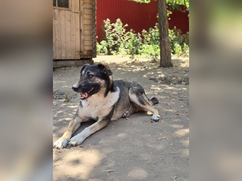 Page, 2 ½ jährige Hündin , Sh 55 cm, sozial, verschmust, ausgeglichen