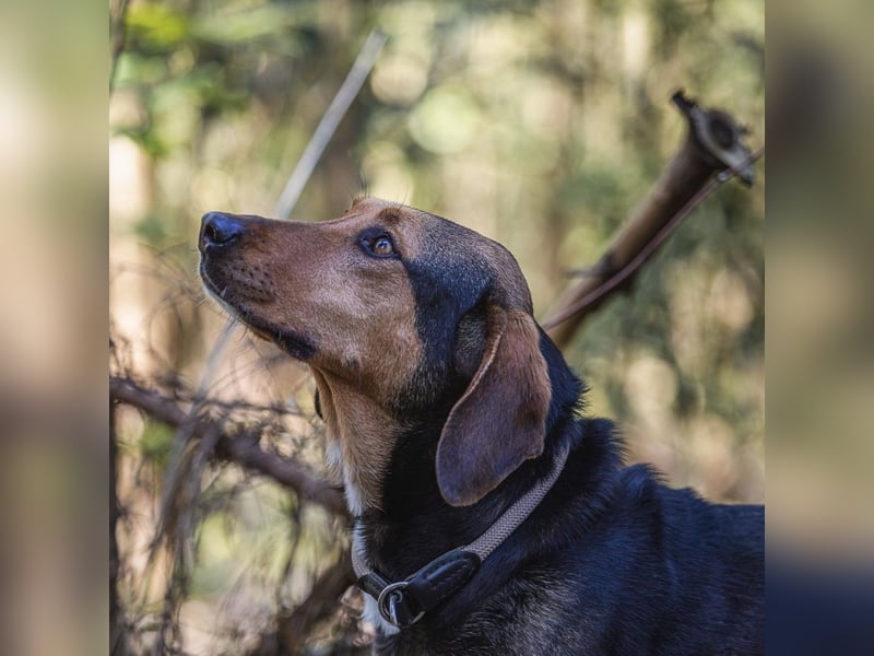 Hanni-griech. Bracken-Mischling- sucht ein Zuhause