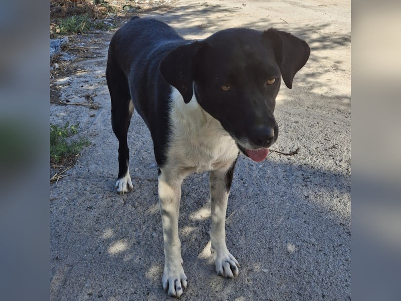 Nana - Mischlingshund sucht ein Zuhause