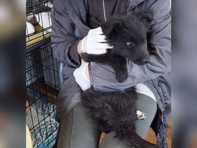 Para, zarte Seele sucht ruhiges Zuhause