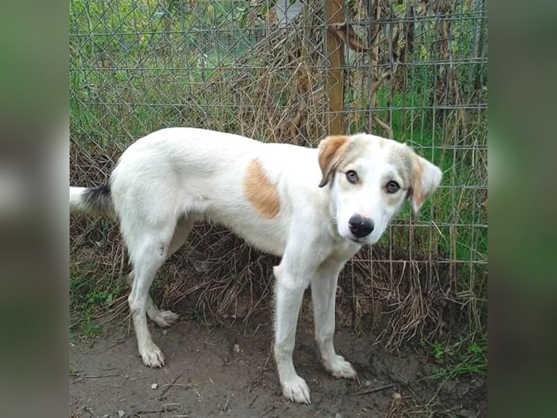 Balu -Mischling- sucht ein Zuhause