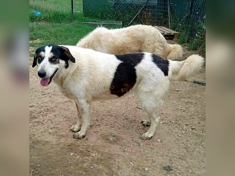 JULCHEN- sucht ein Zuhause/Pflegestelle