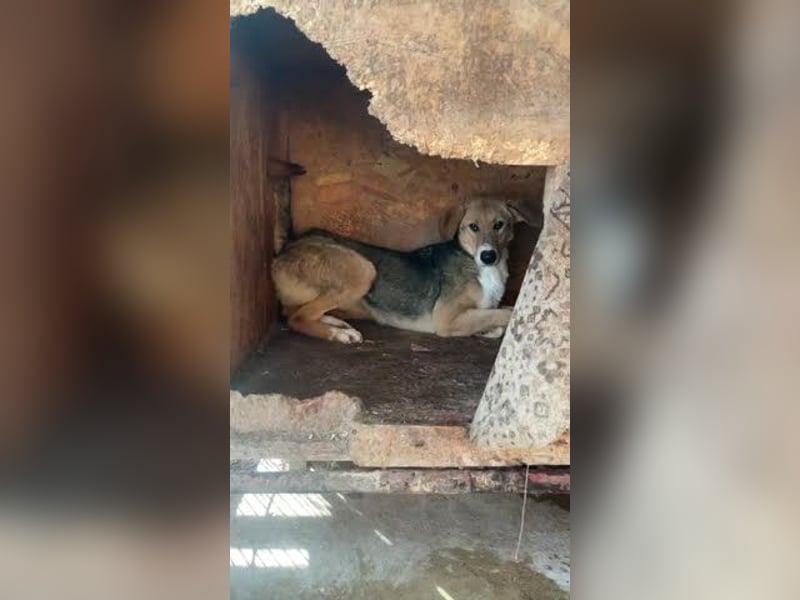 Emerentia sucht ruhiges Zuhause, gerne als Zeithund