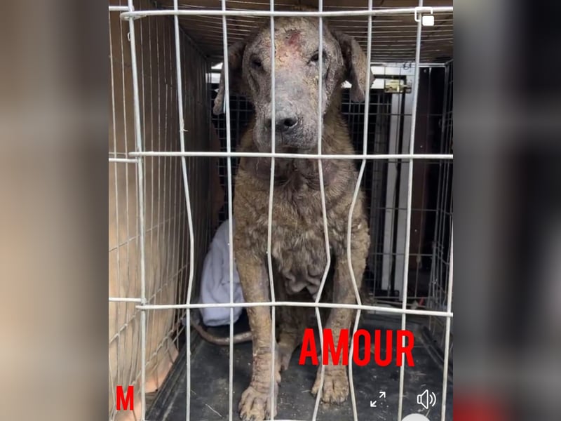 Amour (Alter über 10 Jahre, SH ca. 55 cm, schüchtern, lieb, neugierig