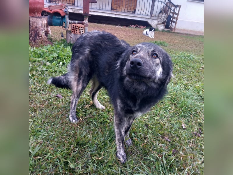 Rhonda sucht ein Zuhause / eine Pflegestelle